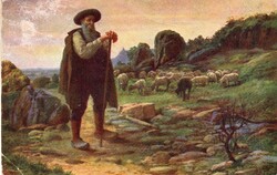 Képeslap: Juhok.