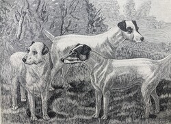 Foxterrier vadászkutya antik rotációs fametszete, 1892