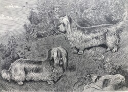 Skye  terrier vadászkutya antik rotációs fametszete, 1892