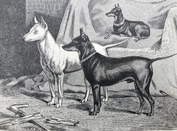 Angol terrier vadászkutya antik rotációs fametszete, 1892