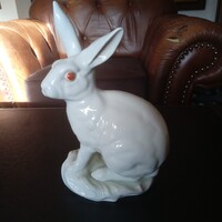 HERENDI "ALBINO" NYÚL!