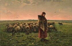 Képeslap: Emberek. Stengel 29966. (juhok)