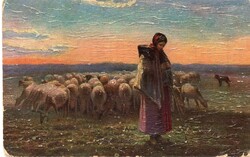 Képeslap: Nők, juhok.