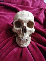 Méretarányos, antik, részletgazdag koponya, memento mori, könyvtámasznak