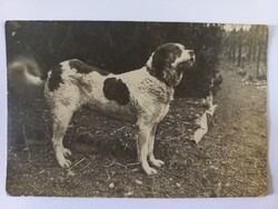 Antik képeslap  Bernáthegyi kutya METZ pecséttel "GEPRÜFT" 1910 körül