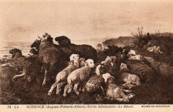Képeslap: Juhok.