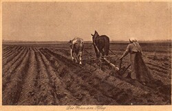 Képeslap:  Ló, lovak.