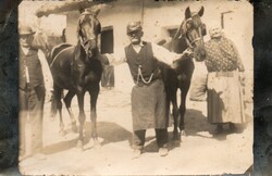 Képeslap:  Ló, lovak.