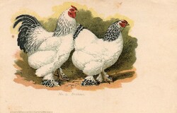 Képeslap: Kakas, tyúk.