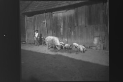 Régi fotónegatív falusi élet malacokkal  1960-es évek