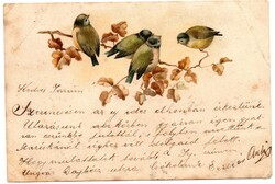 Képeslap: Madarak, virágok. 1902.