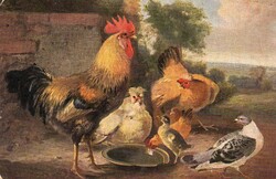 Képeslap: Kakas, tyúk.