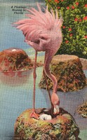 Képeslap: Madarak, virágok. Flamingó.