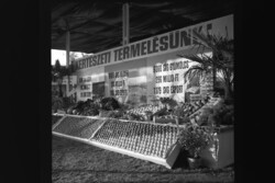 Régi fotónegatív "Kertészeti termelésünk" bemutató pultja 1960-es évek  6x6cm