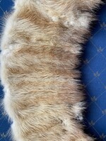 Nerc szőrme gallér eladó.Kabátra varrható. Méret: Alsó íve 46 cm felül 70 cm.