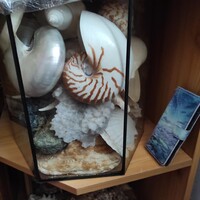 Nagyon ritka (pl. Nautilus) és nagy méretű különleges tengeri kagylók csigák eladók