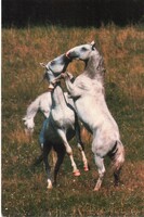 Képeslap:  Ló, lovak. Lipicai, Nagymező.