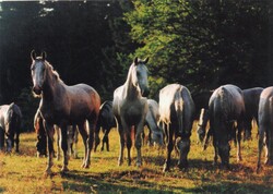 Képeslap:  Ló, lovak. Lipicai, Nagymező.