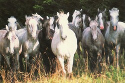 Képeslap:  Ló, lovak. Lipicai, Nagymező.