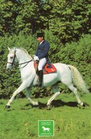 Képeslap:  Ló, lovak. Lipicai.