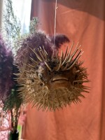 Gömbhal preparátum