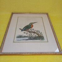 "Jégmadár ". Madártan, színes litográfia, nyomat, kép.