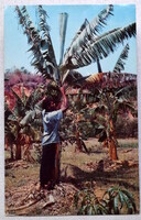 Jamaica - banán szüret     60as évek