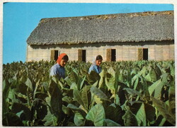 Kuba - dohánylevél szüretelők   60as évek