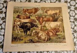 Mayers szarvasmarha litográfia/kőnyomat Mayers lexikon 1888