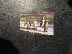 Pingvinek. Színes képeslap. Írott 1 Ft-os bélyeggel.
