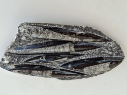 Orthoceras fosszília/ősmaradvány a Jura vagy Devon korból