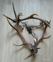 Szarvas agancs csillár - 60 cm., 64 cm., 80 cm. - Zugló
