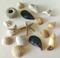 Sea Shell Collection