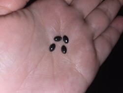 Hematit 4db.  3.5 ct drágakő ékszerészeknek, gyűjtőknek vagy más  hobby célra--új