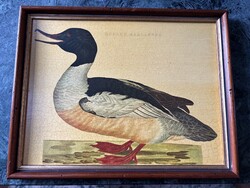 Kacsát ábrázoló antik nyomat - Mergus Merganser (nagy bukó) eladó