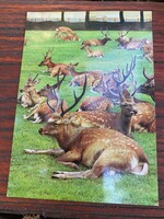Nagyon szép,színes képeslap. Postatiszta.Szarvasok.