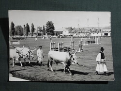 Képeslap,Budapest,Mezőgazdasági kiállítás,szarvasmarha látkép,részlet, 1962-
