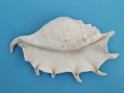 Tengeri kagyló csiga 23 cm