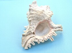 Tengeri kagyló csiga 17 cm