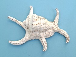 Tengeri kagyló csiga 21 cm