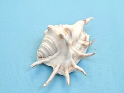 Tengeri kagyló csiga 14 cm