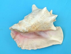 Tengeri kagyló csiga 21 cm