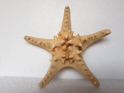 Szép, nagyobb méretű tengeri csillag, 21 cm