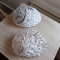 2 db tengeri fül, kagylóhéj
