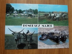 Kerekegyháza, Pongrácz major, ökörcsorda, bivalyok, reklám lap