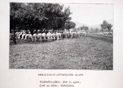 Birkalegelő gyümölcsös alatt : Gyümölcsáldás fenn az ágon ; lent az áldás birkalábon - régi képeslap