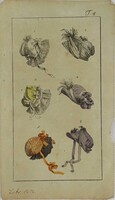 1W595 Antik színezett divatlap litográfia 1802-ből - kalapdivat fejfedők