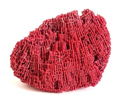 Orgona síp korall-Tubipora musica red coral