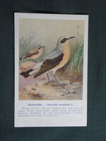 Képeslap,Budapest állatkert madár sorozat,Ornitológia,Vezényi E. grafika,Hantmadár,1915-
