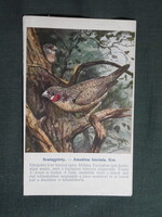 Képeslap,Budapest állatkert madár sorozat,Ornitológia,D. Dabaly grafika,Szalagpinty,1915